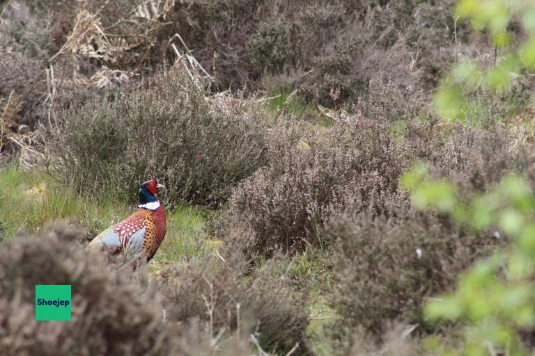 RSPB Lodge 2021 #3