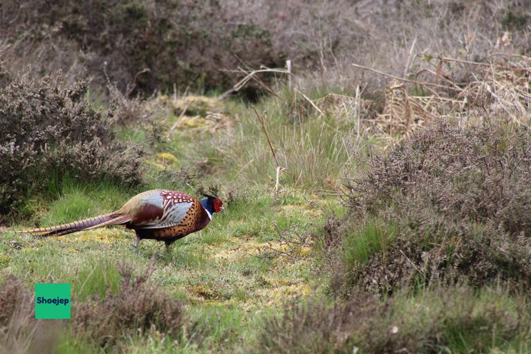 RSPB Lodge 2021 #2