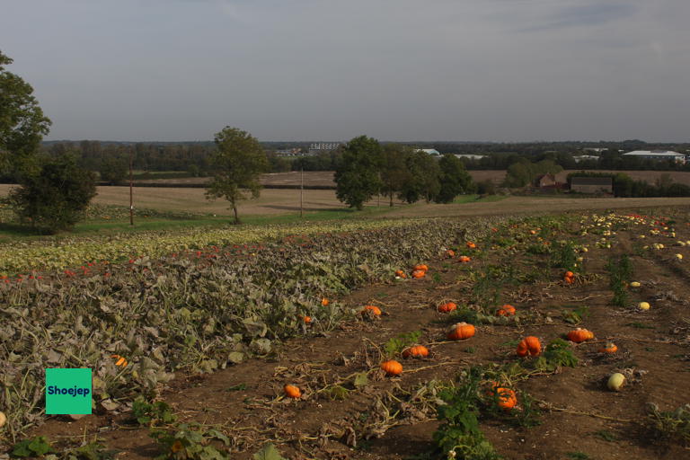 Hill Farm PYO Peterborough #3