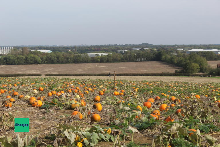 Hill Farm PYO Peterborough #6