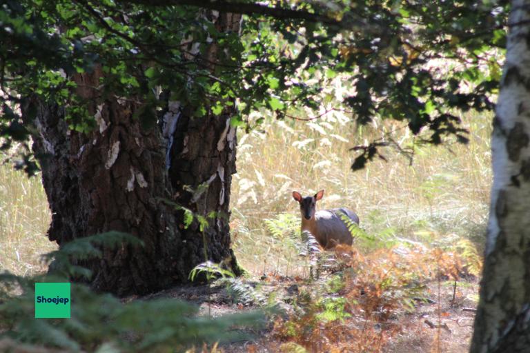 Muntjac deer