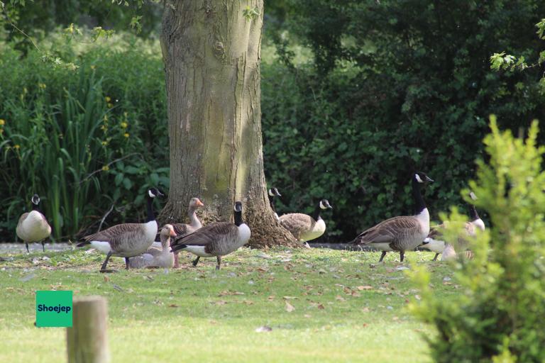 River Ouse Walk #22