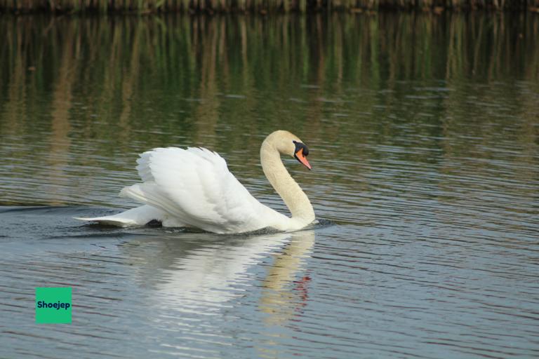 River Ouse Walk #7