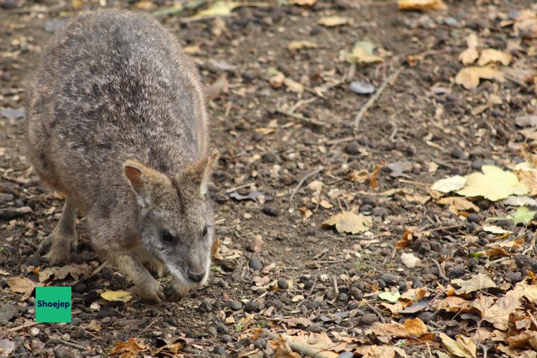 Hamerton Zoo 2021 #7